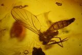 Four Detailed Fossil Flies (Diptera) And A Leaf In Baltic Amber #183558-4